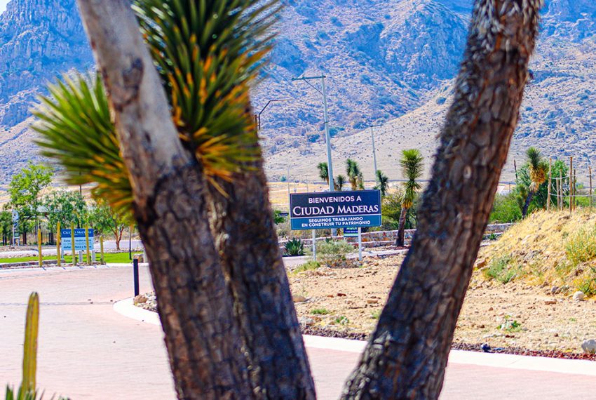 VEGETACION-SAN-LUIS-POTOSI